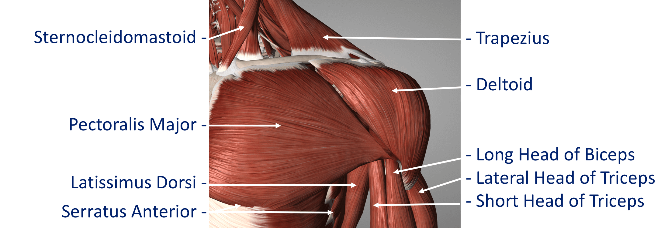Fig 12. Anterior Muscle 