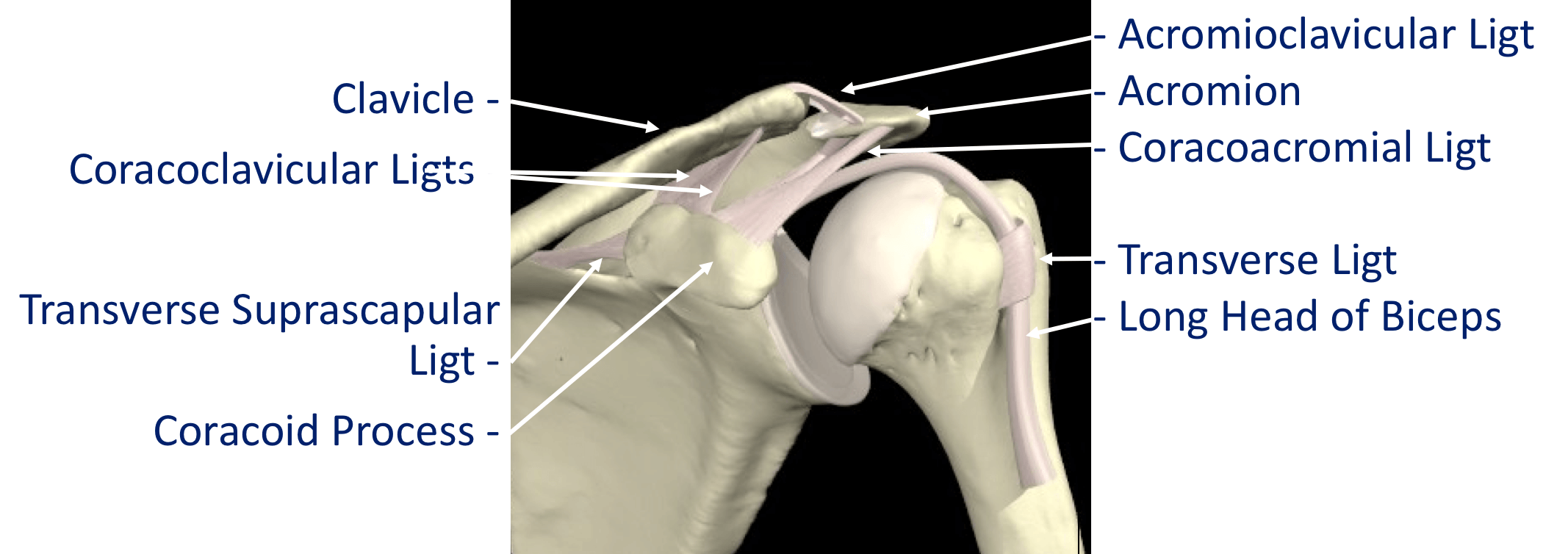 Shoulder Ligament Anatomy