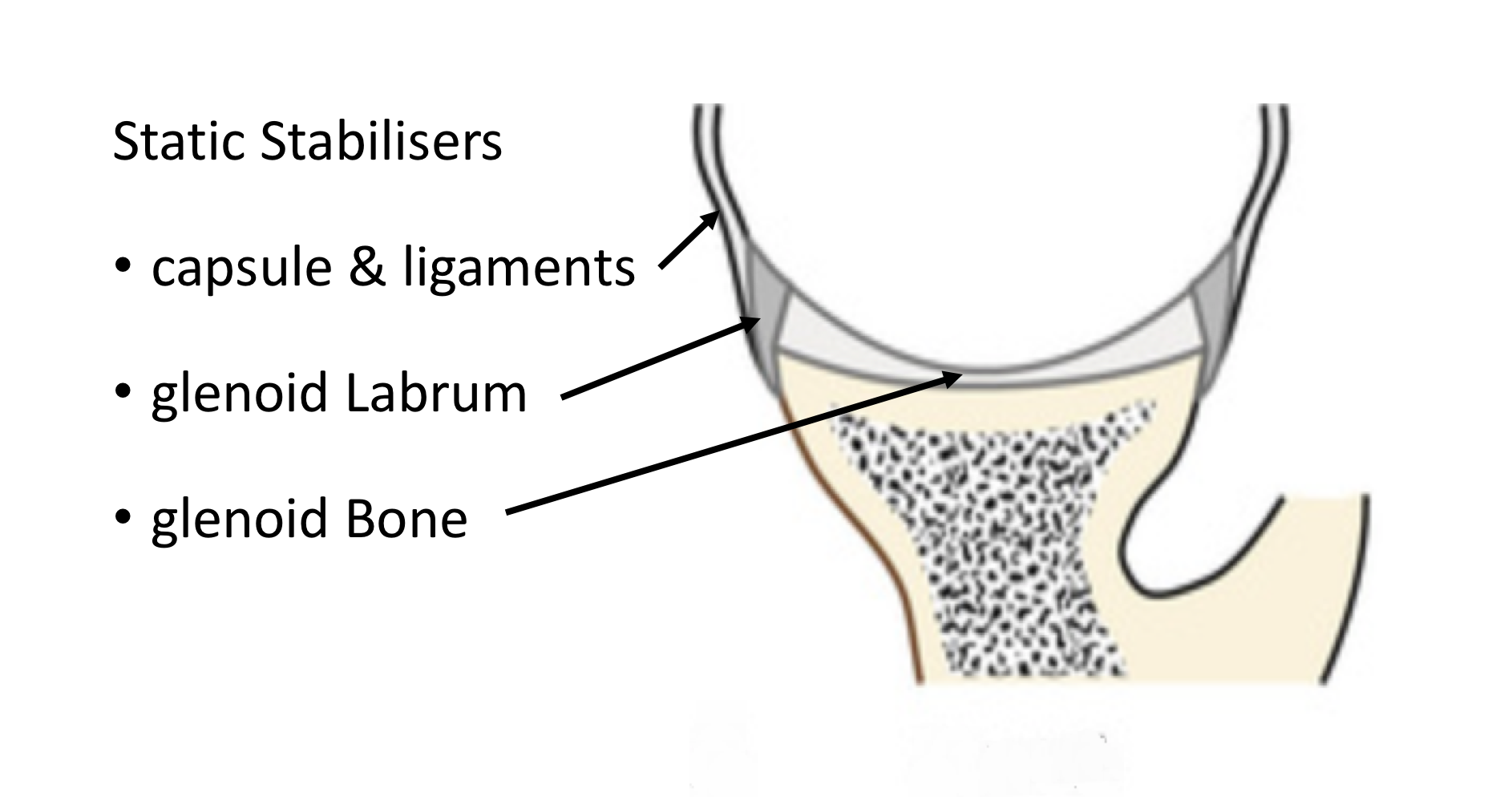 Fig 3. Static Stabilisers - Glenoid, Labrum and Ligaments