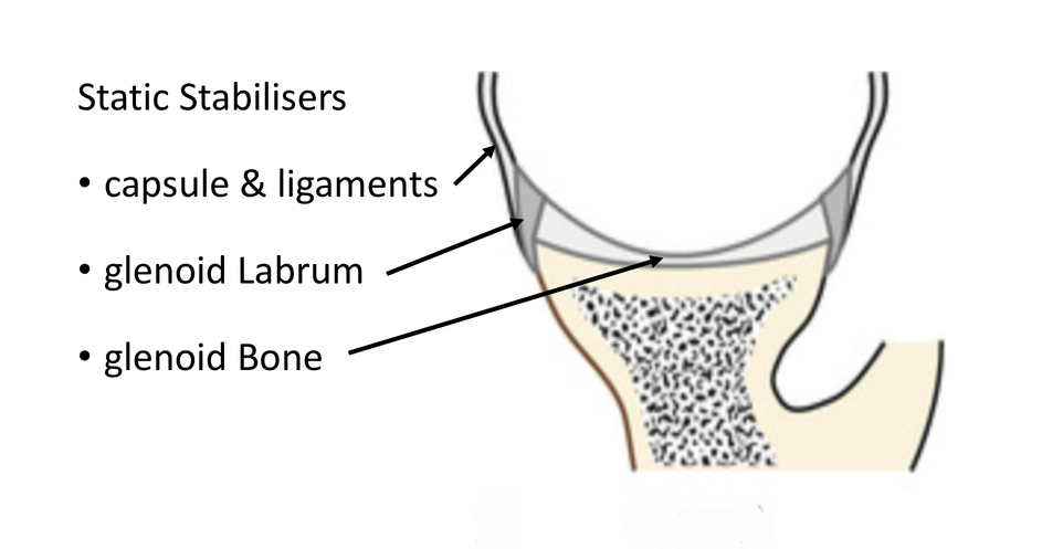 fig_3_static_stabilisers_-_glenoid_labrum_and_ligaments