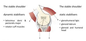 fig_5_the_shoulder_in_equilibrium_-_the_static_&_dynamic_stabilisers