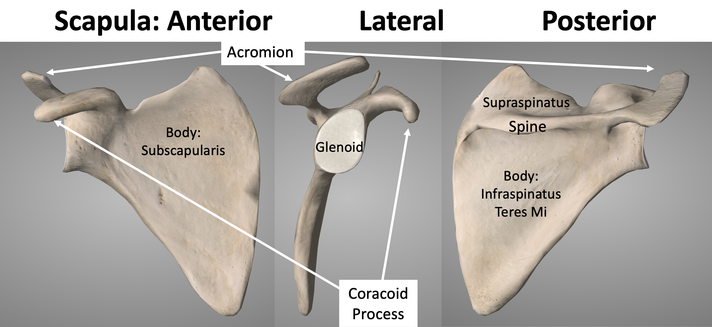 Acromion Scapula Anatomy