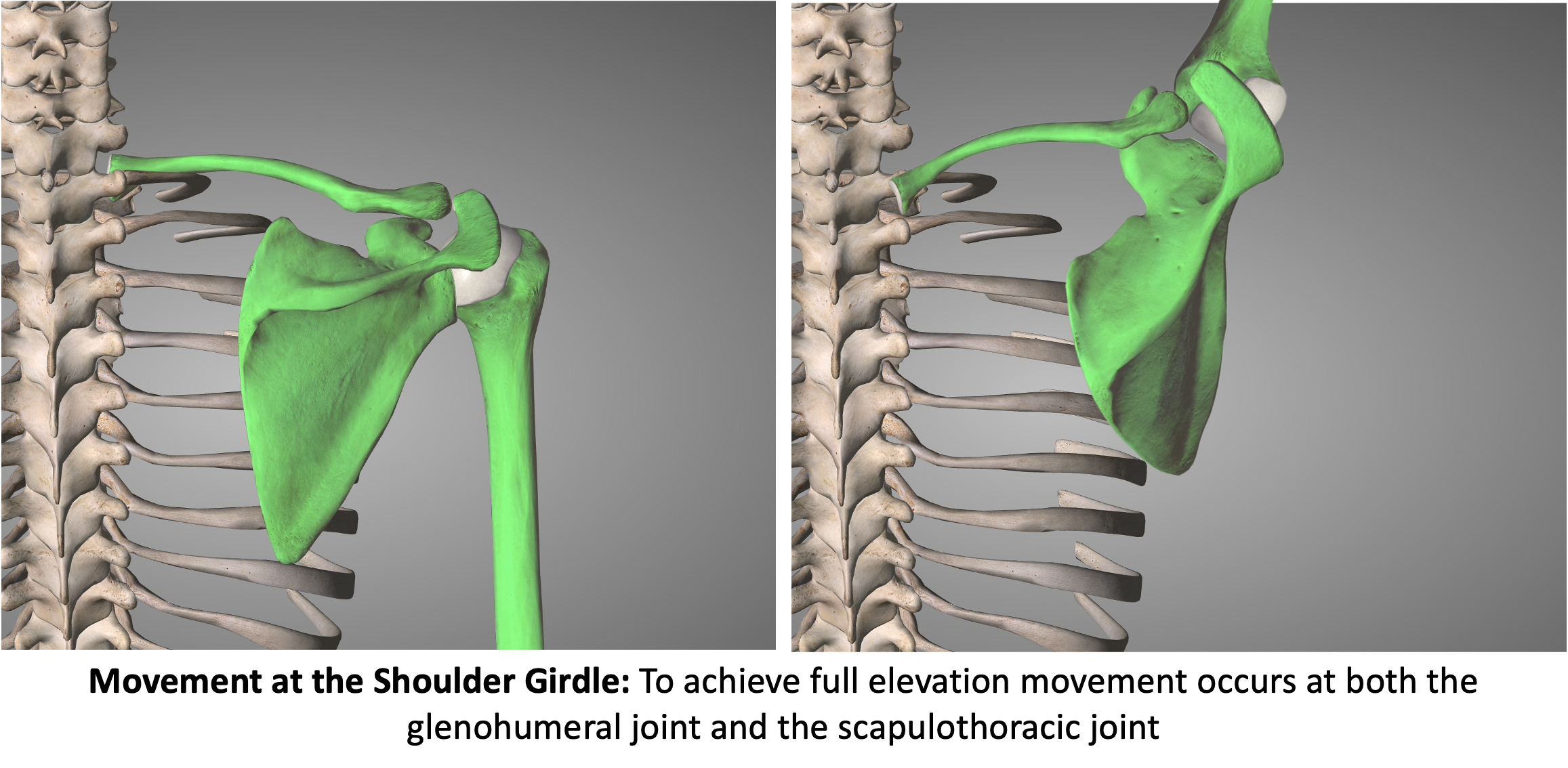 Lesson 6: Joints of the Shoulder Girdle and Scapular Motion